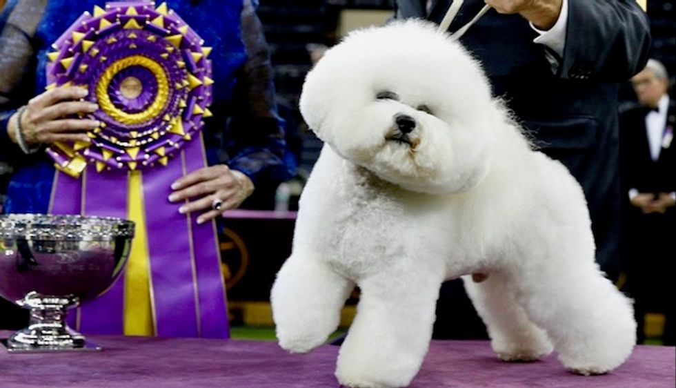Bichon Frise named Top Dog at Westminster