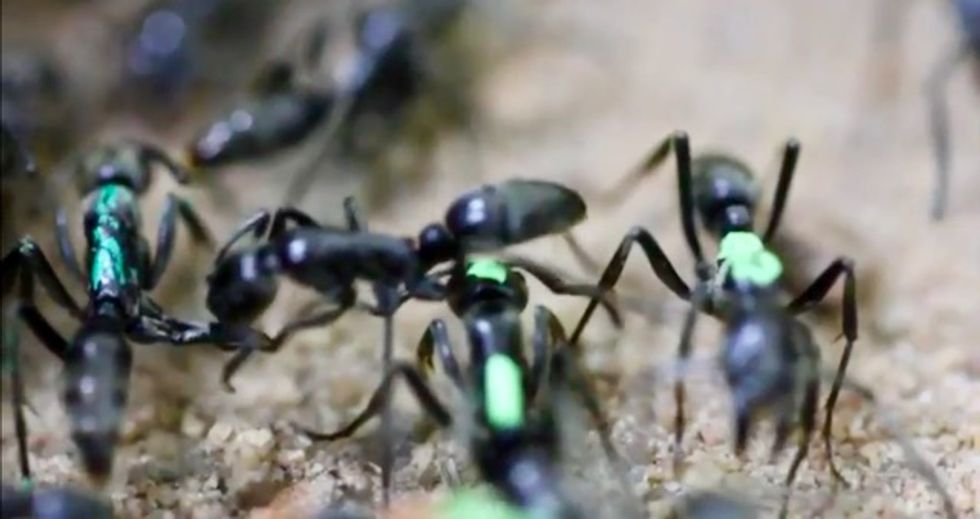 Medical ants rescue and care for injured comrades