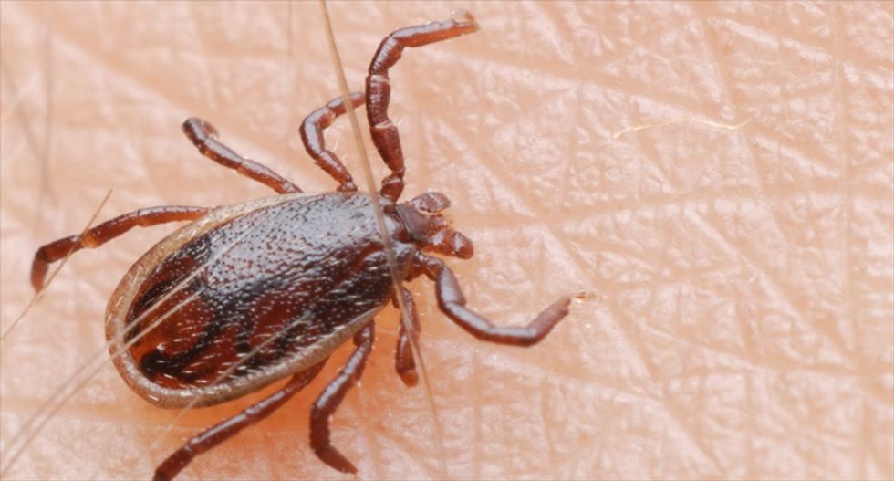 Tick, tock: The countdown to peak tick season is here