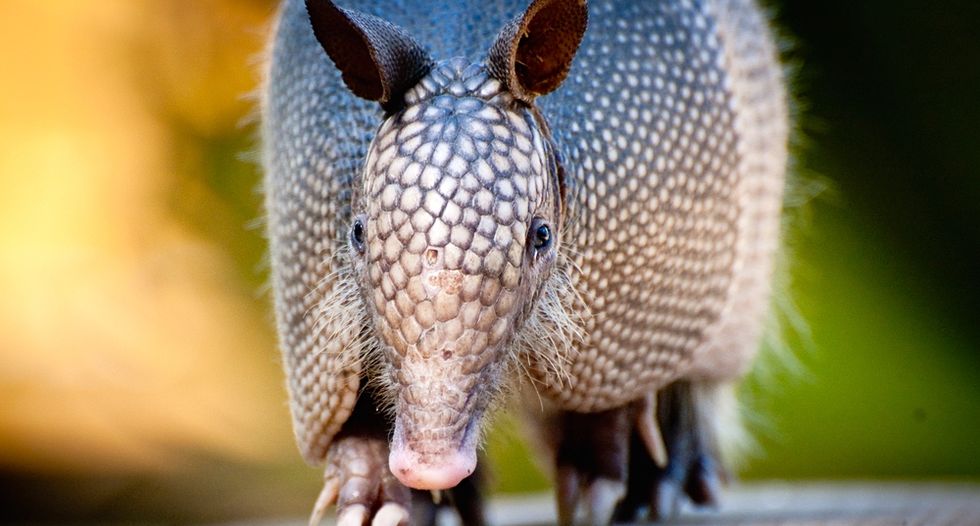Texas man hospitalized after his bullet ricochets off of armadillo
