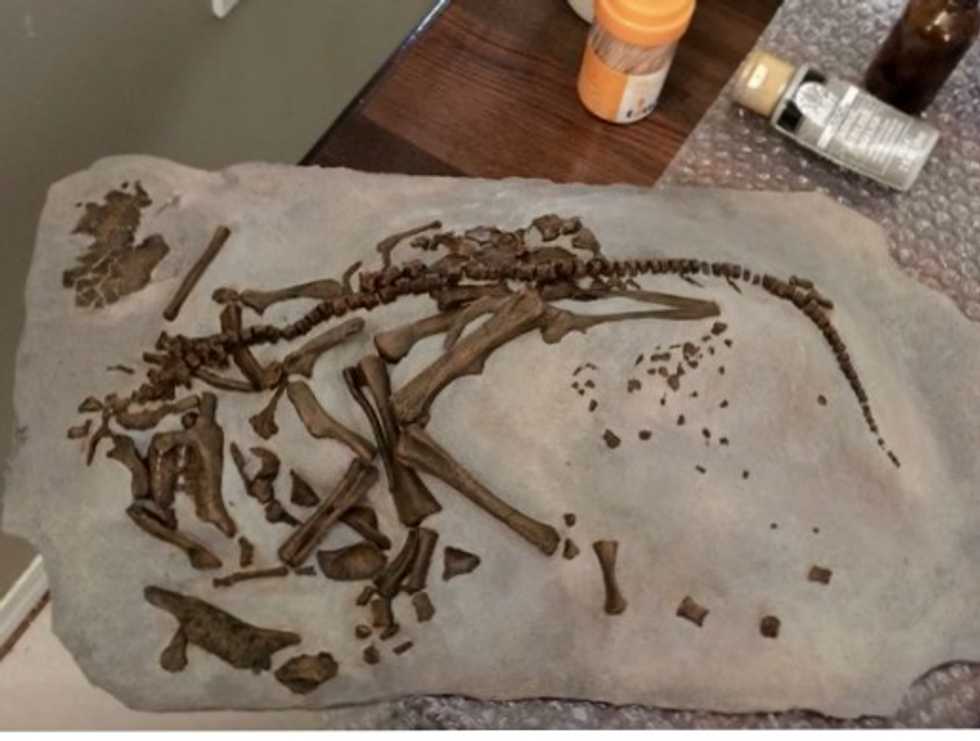 What do we know about dinosaur eggs?