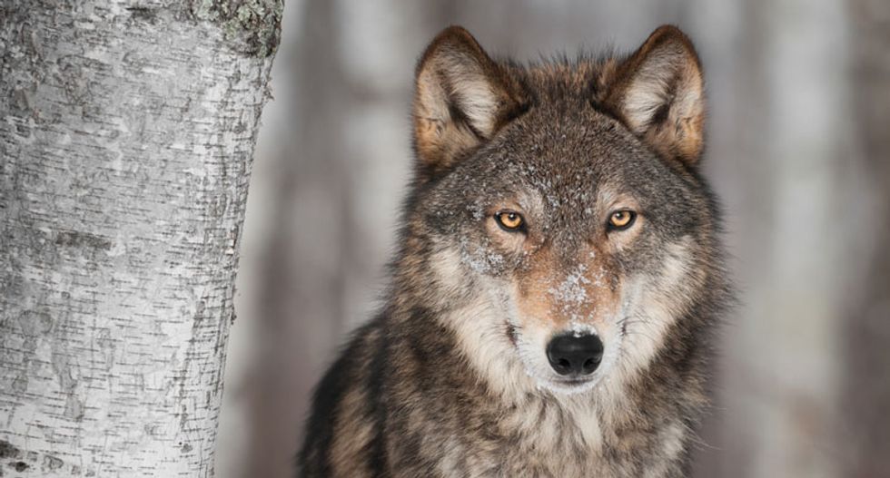 Hunting with wolves: How humans outlasted the Neanderthals