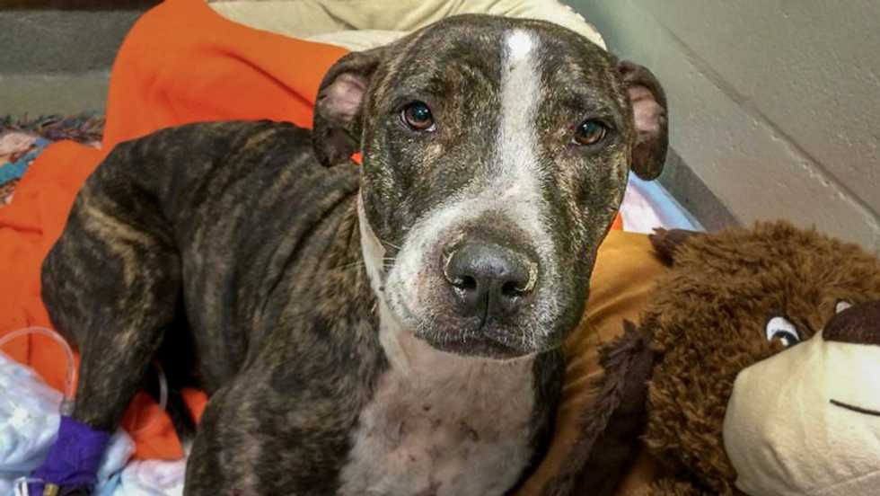 Florida police stop train to save dog that was shot three times and tied to railroad tracks