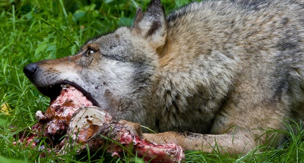 Alaska Republican’s suggestion: ‘Predator’ wolves would solve your community’s ‘homeless problem’