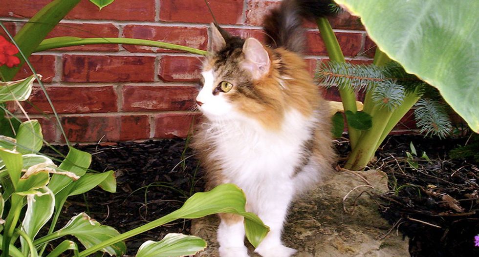 For its health and yours -- keep your cat inside