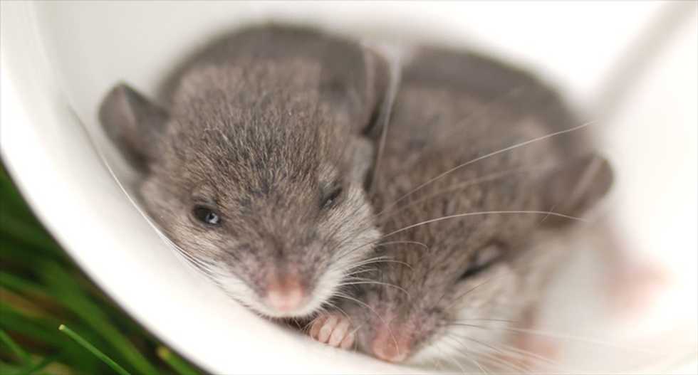 Neuroscientists successfully implant memories into sleeping mice