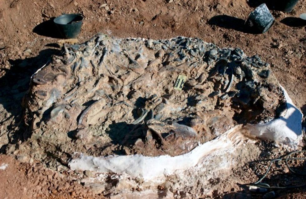 Scientists unearth 220 million-year-old dinosaur fossils in Argentina