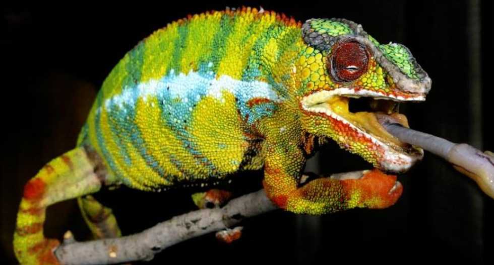 'We were surprised': Scientists have finally figured out how chameleons change color