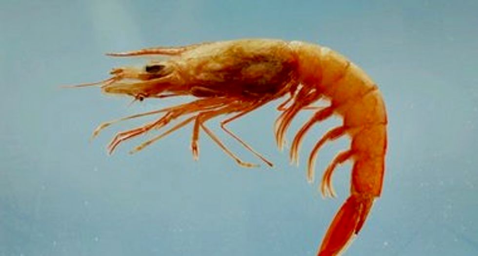 Warmer oceans are now linked to dangerous neurotoxins in shellfish