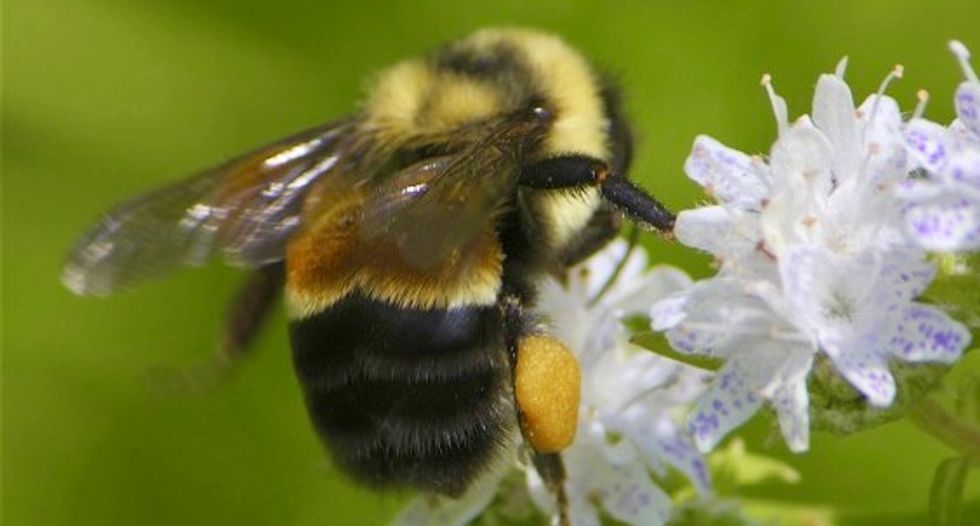US lists first bumble bee species as endangered