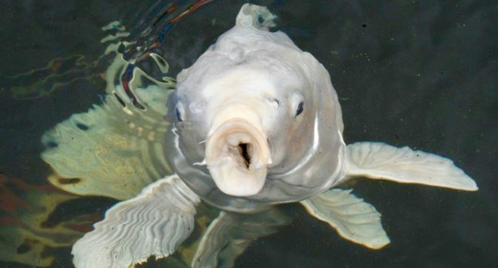 Japan fish exorcists battered by animal abuse claims