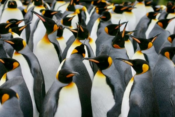 First emperor penguin in more than a decade hatched at SeaWorld