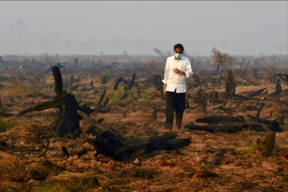Tropical forest the size of England destroyed in 2018: report