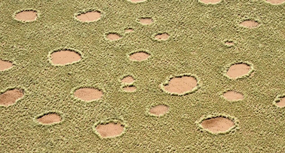 A new study explains the origin of mysterious 'fairy circles' in the desert