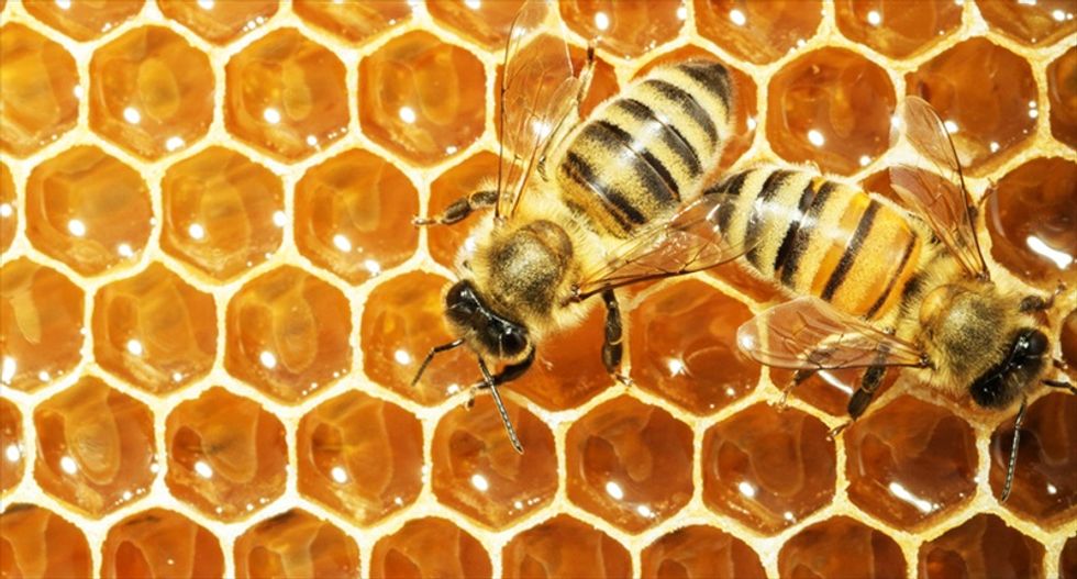 World seeing 'catastrophic collapse' of insects: study