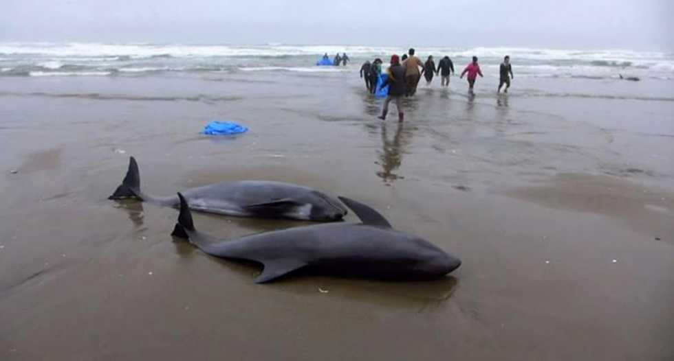 Mass whale beaching in Japan fuels 'unscientific' earthquake fears