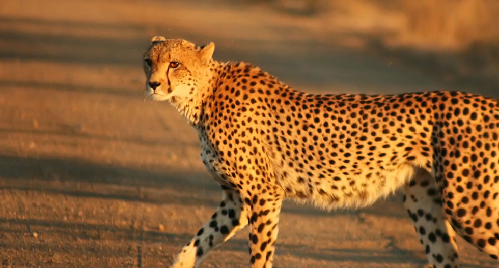 Indianapolis Zoo briefly locked down after cheetah escapes enclosure