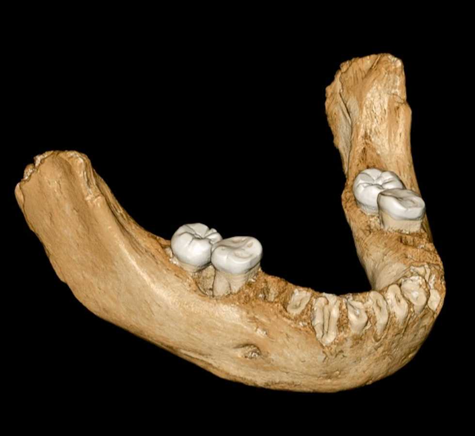 Ancient human relative explains mountain gene mutation