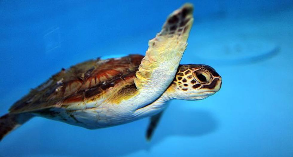 Now climate change is coming for our sea turtles