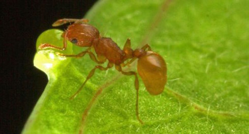 Males are still necessary -- even in asexually reproducing species