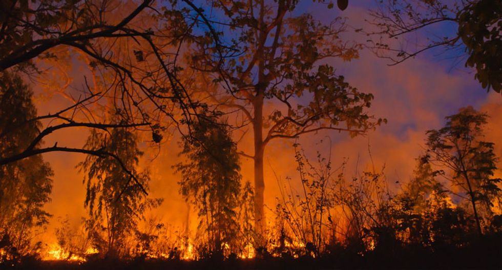 California's forests have become climate polluters