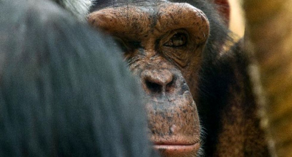 Outrage in Spain after police gun down escaped chimp
