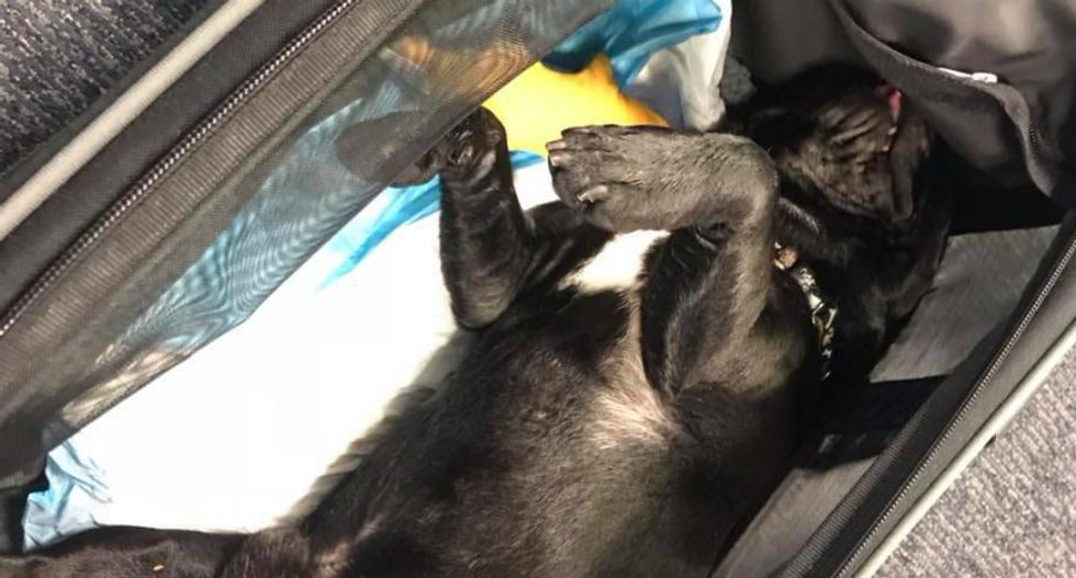 United confirms a puppy died on one of their planes after flight attendants forced it into overhead compartment