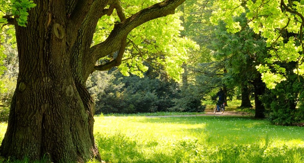 How scientists found out there are three trillion trees -- and that we’re losing billions per year