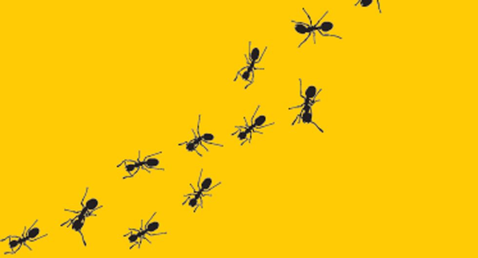 Ants use math to plan their routes