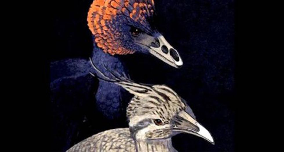Scientists created chicken embryos with Velociraptor-like snouts -- here's why