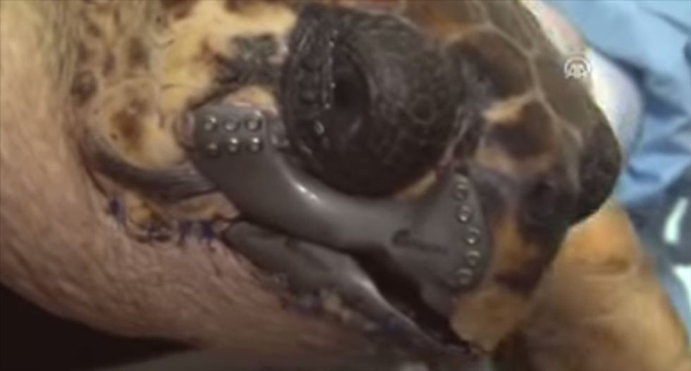 Rescue workers help make 3-D printed prosthetic beak for sea turtle injured by boat propeller