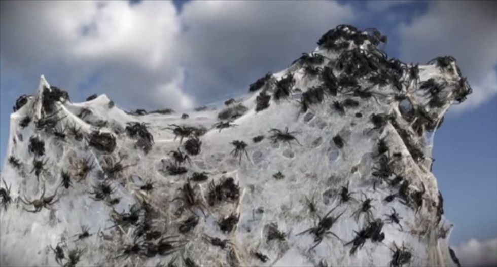 Man's home covered in cobwebs after being pelted with 'rain' of millions of baby spiders