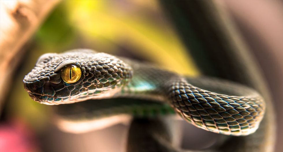 Snake orgy prompts partial closure of Florida city park