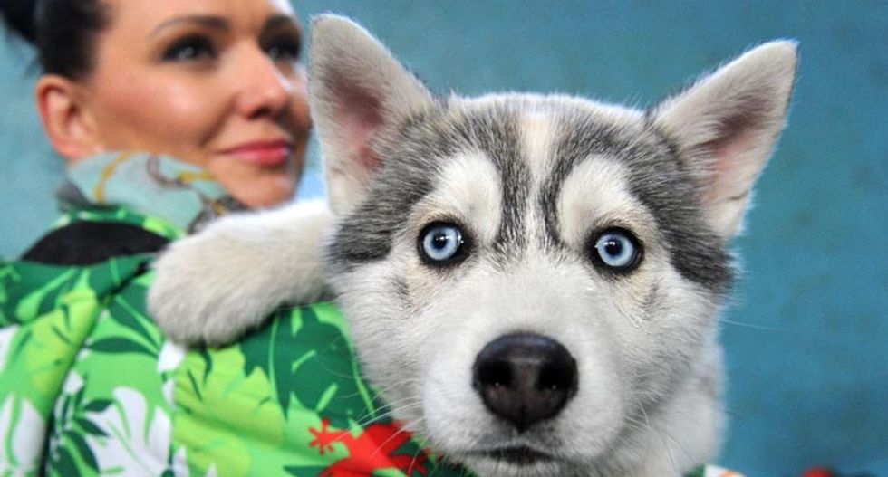 America cares when dogs die -- humans, not so much