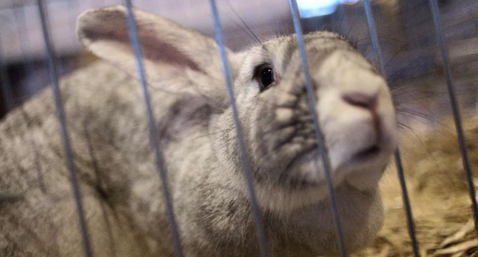Danish radio station kills baby rabbit with bicycle pump