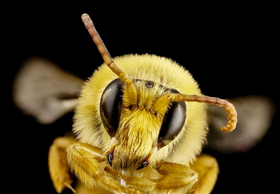 Walmart silently filed a patent for robotic bees meant to pollinate crops