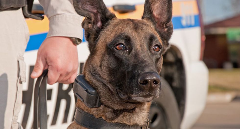 Meet the Oregon police dogs who have a big drug problem