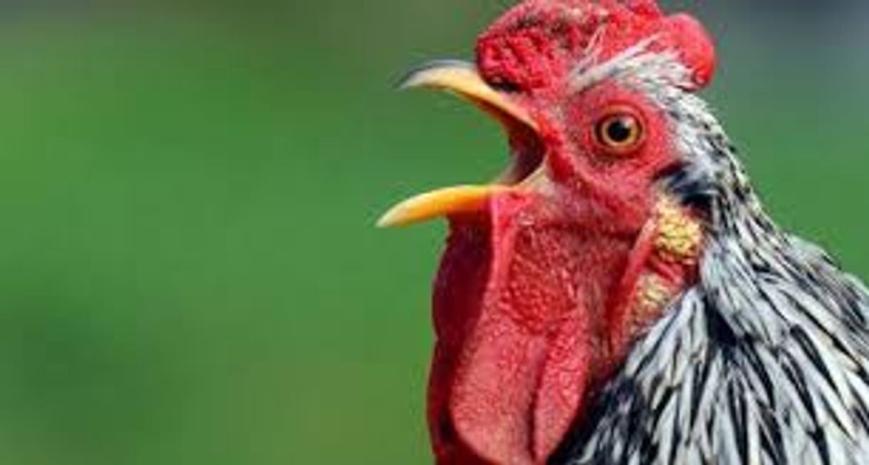 States enlist prisoners and plan biosecurity to combat avian flu threat