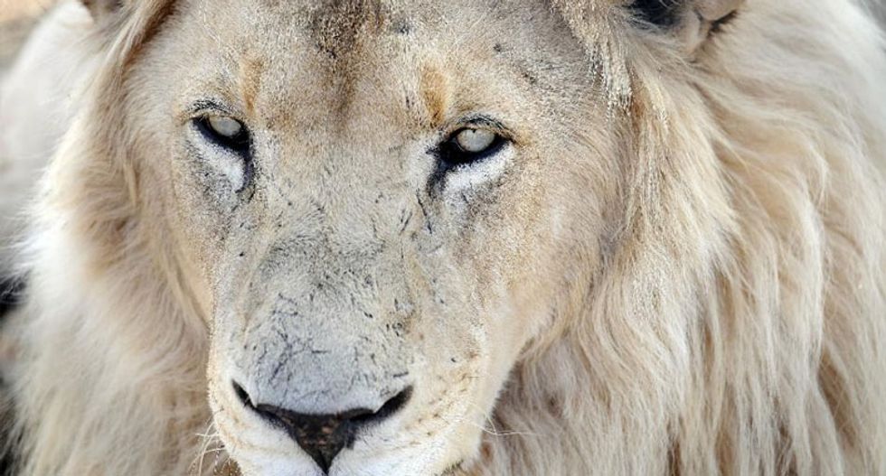 Lion leaps through car window and kills American tourist in South African park