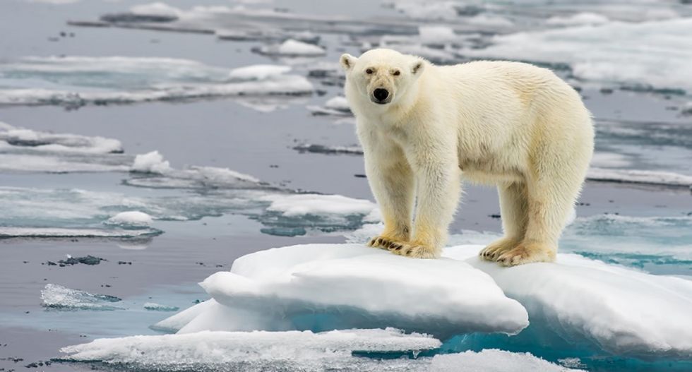 Climate change a bigger threat to polar bears than trophy hunting