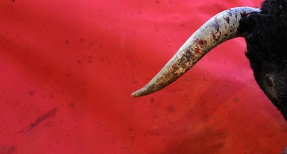Spanish bullfighter gored in testicles