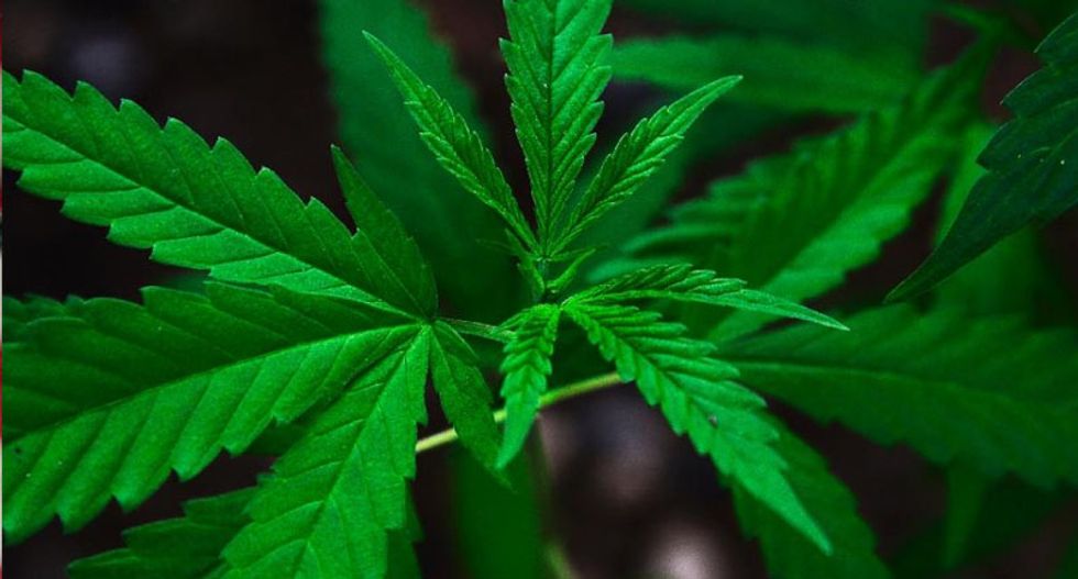 US seizes 100 'pot-growing' houses linked to China