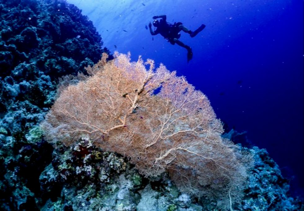 'Super corals' give glimmer of hope for world's dying reefs