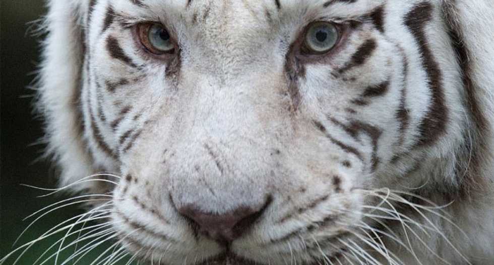 Sixth mass extinction is here -- with animals disappearing about 100 times faster than they used to: study