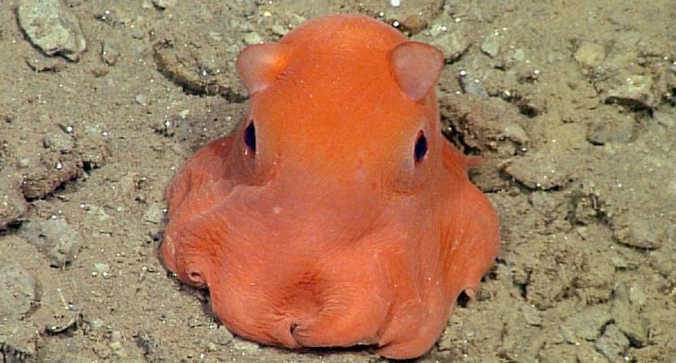 Pink octopus so cute it may be named 'adorabilis'
