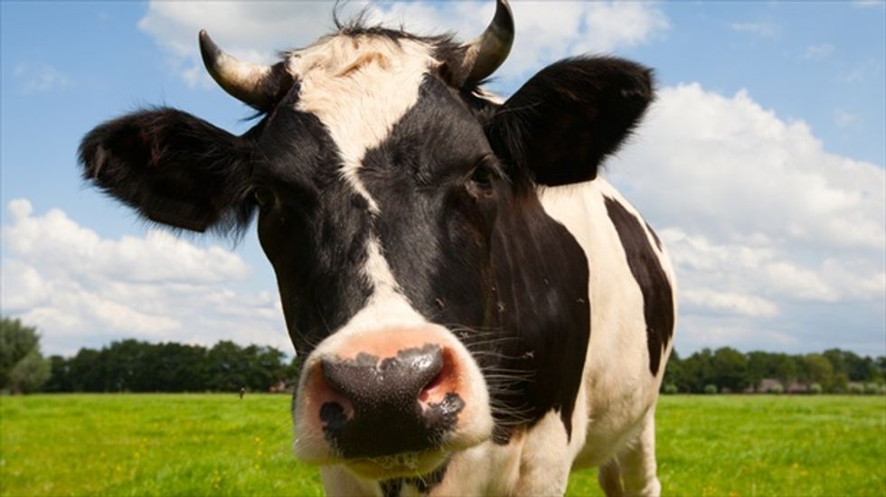 A 'demitarian' diet: Halving meat and dairy consumption could slash farming emissions