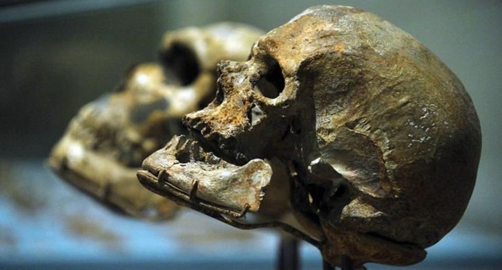 Dramatic wall of skulls to be built at London museum to illustrate human evolution
