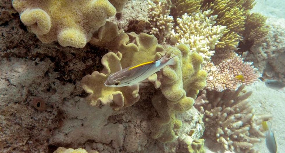 Marine populations 'slashed by half since 1970'