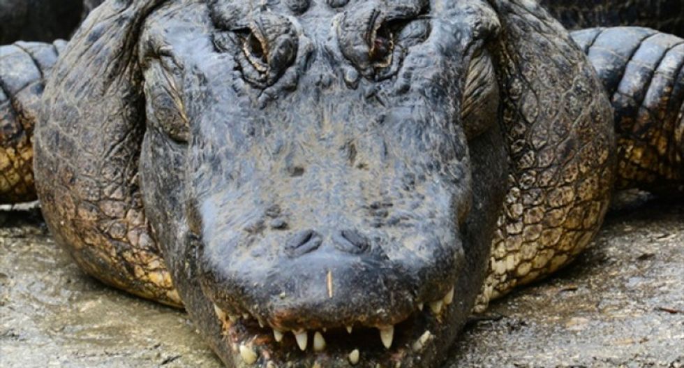 Florida burglary suspect eaten by alligator after fleeing police