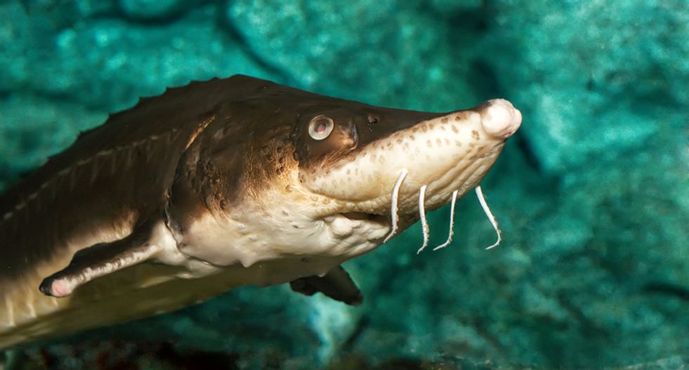 Leaping sturgeon kills five-year-old girl boating in Florida